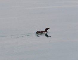 IMG 7990  Common Murre, Kachemak Bay, AK