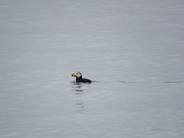 IMG 7995  Horned Puffin, Kachemak Bay, AK