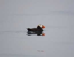 IMG 8000  Tuffed Puffin, Kachemak Bay, AK