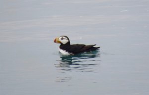 IMG 8012  Horned Puffin, Kachemak Bay, AK