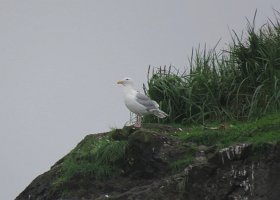 IMG 8039  Kittiwake, Gull Island, Kachemak Bay, AK