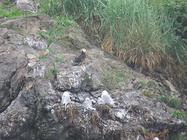 IMG 8040  Horned Puffin, Gull Island, Kachemak Bay, AK