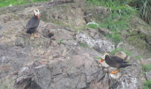 IMG 8049  Tufted Puffins, Gull Island, Kachemak Bay, AK