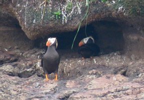 IMG 8078  Tufted Puffin nest, Gull Island, Kachemak Bay, AK