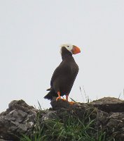 IMG 8092  Horned Puffin, Gull Island, Kachemak Bay, AK