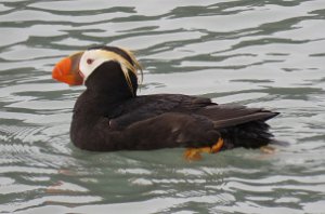 IMG 8104  Horned Puffin, Gull Island, Kachemak Bay, AK