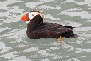 IMG 8108  Horned Puffin, Gull Island, Kachemak Bay, AK