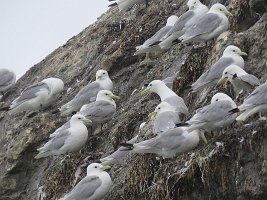 IMG 8125  Kittiwakes, Gull Island, Kachemak Bay, AK