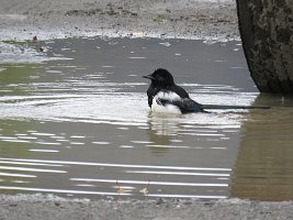 IMG 8340  Black-Billed Magpie, Seldovia, AK