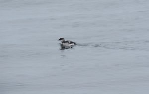 IMG 8385  Common Murre, Kachemak Bay, AK