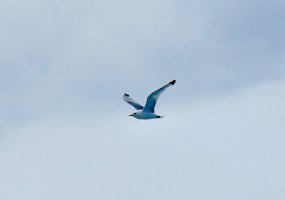 IMG 8406  Kittiwake flying, Kachemak Bay, AK