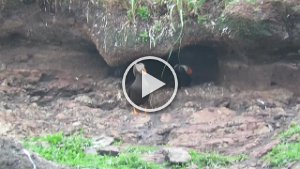 MVI 8079  Tufted Puffin nest, Gull Island, Kachemak Bay, AK