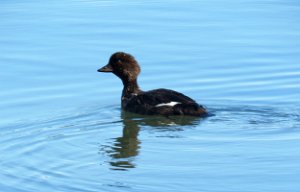 IMG 8462  White-Winged Scoter (?) Juvenile, Tern Lake