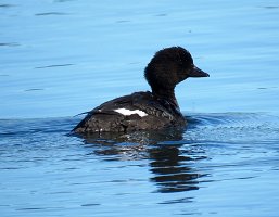 IMG 8464  White-Winged Scoter (?) Juvenile, Tern Lake