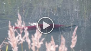 MVI 2040  Sockeye Salmon, Seward Lagoon, Benny Benson Memorial Park, Seward, AK