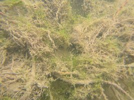 IMG 1252  Underwater Shot of Ship Creek, Anchorage, AK