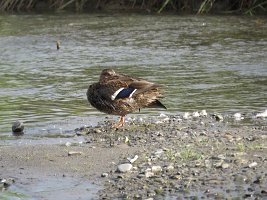 IMG 5318  Mallard, Ship Creek, Anchorage, AK