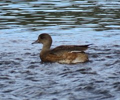 IMG 5365  Mallard (?), Ship Creek, Anchorage, AK