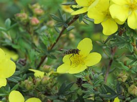 IMG 5378  HoverFly (Bee Fly Mimic), Ship Creek, Anchorage, AK