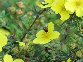 IMG 5380  HoverFly (Bee Fly Mimic), Ship Creek, Anchorage, AK