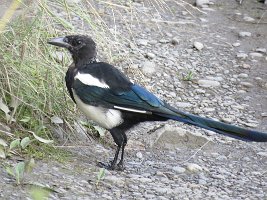 IMG 5397  Black-Billed Magpie, Ship Creek, Anchorage, AK