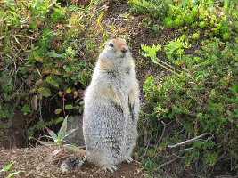 IMG 5499  Arctic Ground Squirrel, Independence Mine State Park, AK