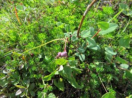 IMG 5628  Wild Blueberries, Independence Mine State Historical Park, AK