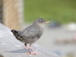 IMG 5651  American Dipper Chick, Independence Mine State Park, AK