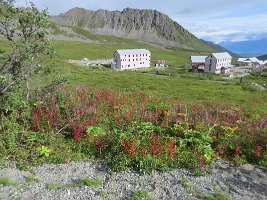 IMG 5665  Wildflowers, Bunkhouses, Marmot Mountain, Independence Mine State Historical Park, AK