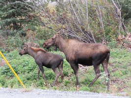 IMG 7243  Moose, Glenn Highway, Palmer, AK