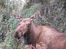 IMG 7255  Moose, Glenn Highway, Palmer, AK