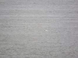 IMG 7341  Beluga Whale (sorry, this is the best we got of them), Beluga Point, AK