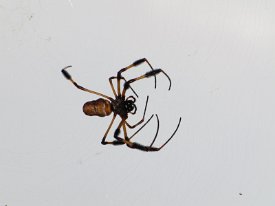 IMG_0005 Golden Orb Weaver