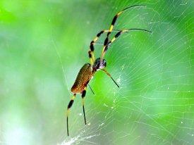 IMG_0006 Golden Orb Weaver