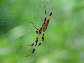 IMG_0008 Golden Orb Weaver