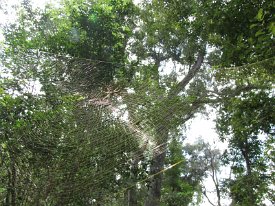 IMG_0012 Golden Orb Weaver