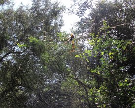 IMG_0013 Golden Orb Weaver