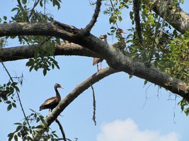 IMG_0017 Black bellied Whistling Duck in a tree