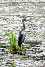 IMG_0020 Little Blue Heron, Immature