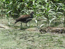 IMG_0028 Moorhen, juvenille