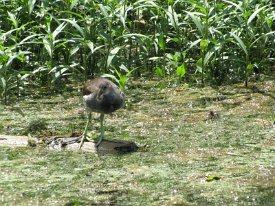 IMG_0029 Moorhen, juvenille