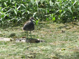 IMG_0030 Moorhen, juvenille