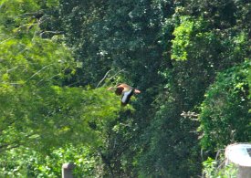 IMG_0031 Black bellied Whistling duck in flight