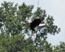 IMG_0032 Black bellied Whistling duck in flight