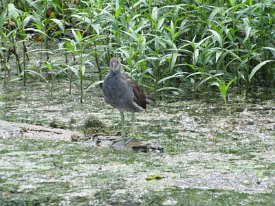 IMG_0040 Moorhen, juvenille