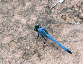 IMG_0275 Dragonfly- Great Blue Skimmer