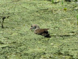 IMG_0280 Moorhen, juvenille