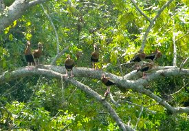 IMG_0289 Black Bellied-Whistling Duck(s) in a tree