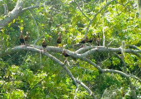 IMG_0290 Black Bellied-Whistling Duck(s) in a tree