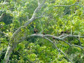 IMG_0292 Black Bellied-Whistling Duck(s) in a tree